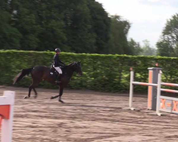 Reitturnier Lentzke - Reitanlage Krehl 2024