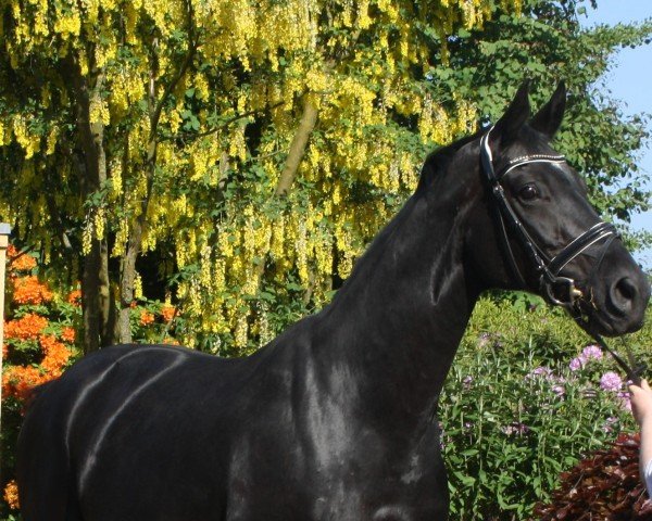 Zuchtstute Sianalou MR (Westfale, 2010, von Schumacher)