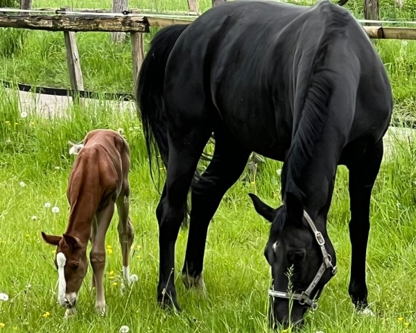 Pferd Escaloui MR (Westfale, 2024, von Escanto PS OLD)