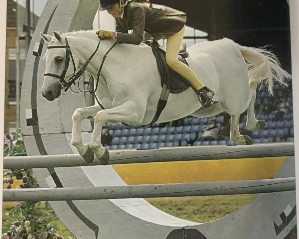 horse Wrigley Puccini (British Riding Pony, 1984, from Fairley Rembrandt)