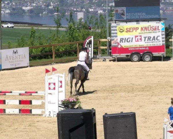 Reitturnier Wädenswil 2024