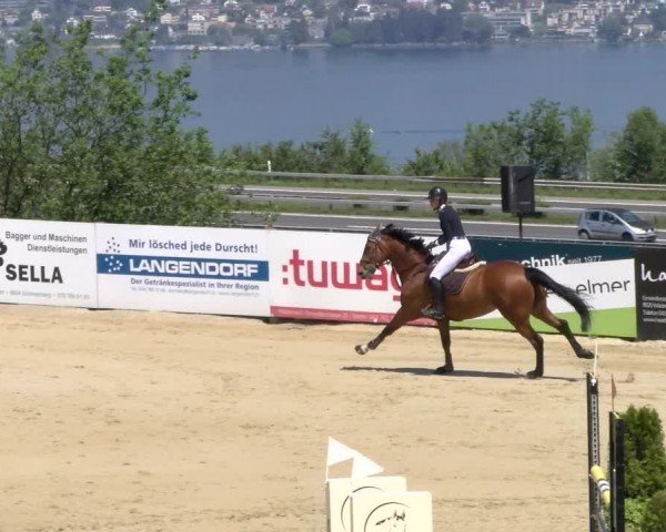Reitturnier Wädenswil 2024