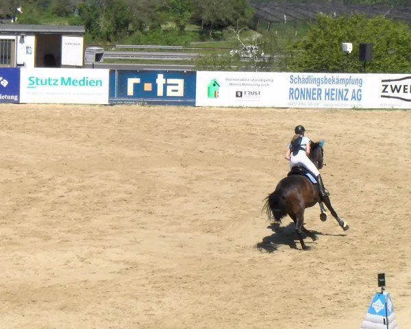 Reitturnier Wädenswil 2024