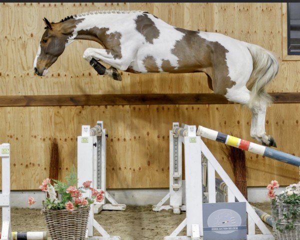 jumper Uno van het Castaneahof (Belgian Warmblood, 2020, from Amadeo van 't Vossenhof Z)