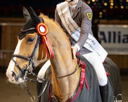 Springpferd Mr. Fuchs (KWPN (Niederländisches Warmblut), 2011, von Mr Blue)