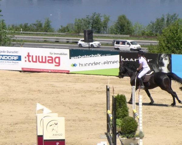 Reitturnier Wädenswil 2024
