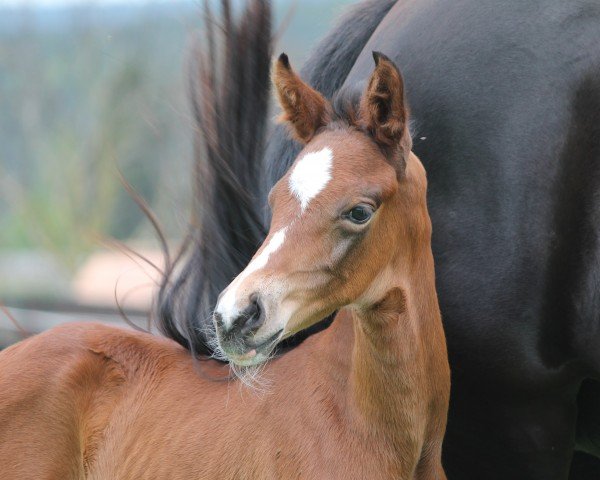 horse Belina SM (Oldenburg, 2024, from Be my Dancer)