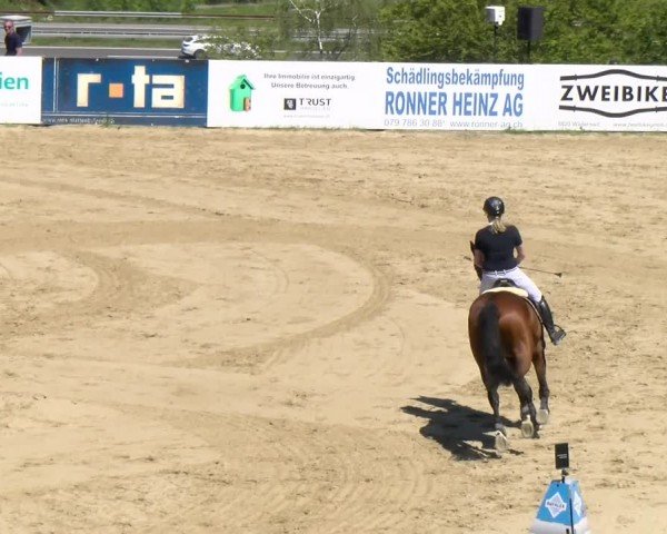 Reitturnier Wädenswil 2024