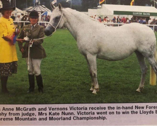broodmare Vernons Victoria (New Forest Pony, 1983, from Vernons Vespers) broodmare Vernons Victoria (New Forest Pony, 1983, from Vernons Vespers)