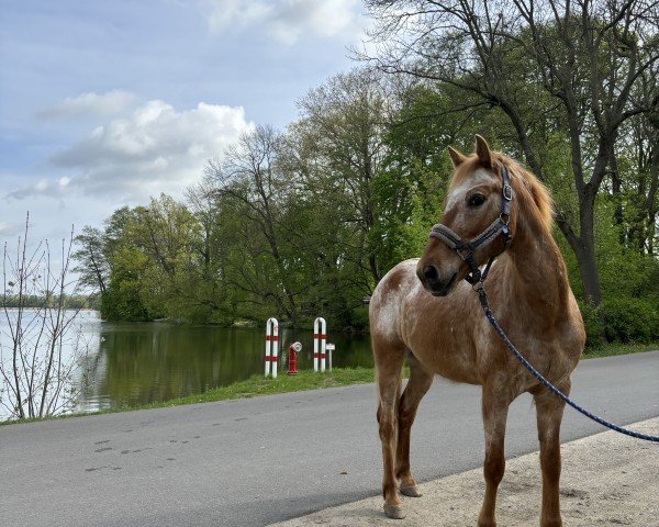 jumper Amaretto 308 (Pony without race description, 2011)