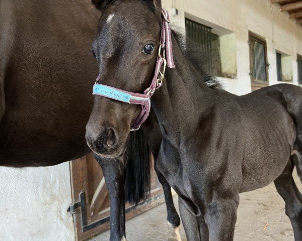 horse Holloman JB (Trakehner, 2024, from Kenneth)
