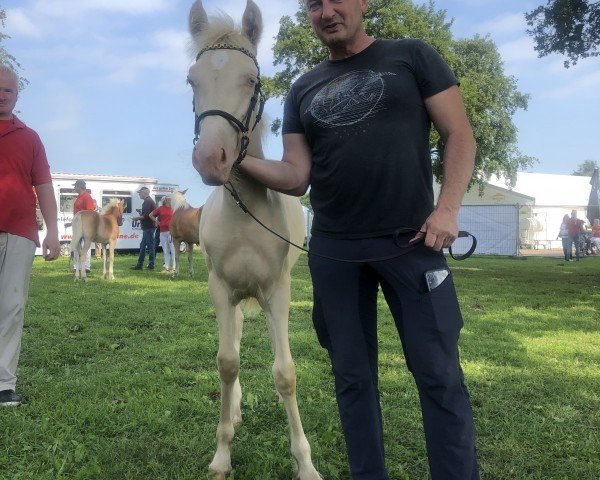 horse Greenstar Clärchen (Welsh-Cob (Sek. D), 2023, from Brimstone Spirit)