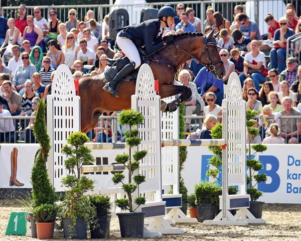 jumper Di Pleasure (Holsteiner, 2011, from Diarado) jumper Di Pleasure (Holsteiner, 2011, from Diarado)