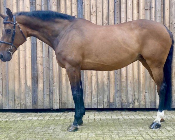 horse Aviera (Holsteiner, 2008, from Quintero)