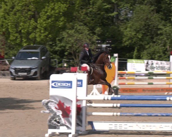 Reitturnier Hellefeld 2024