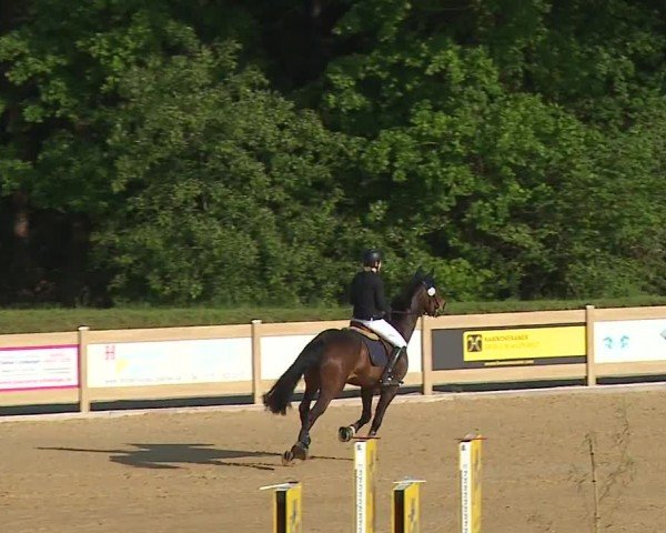 Reitturnier Tiefenhof/Opf. 2024