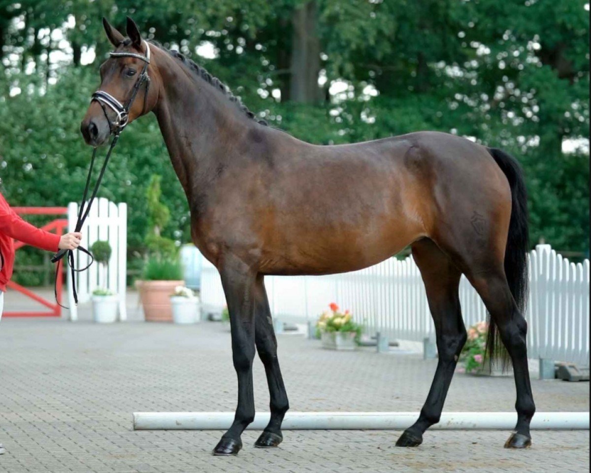 Pferd Rokaya (Westfale, 2017, von Rocky Lee)