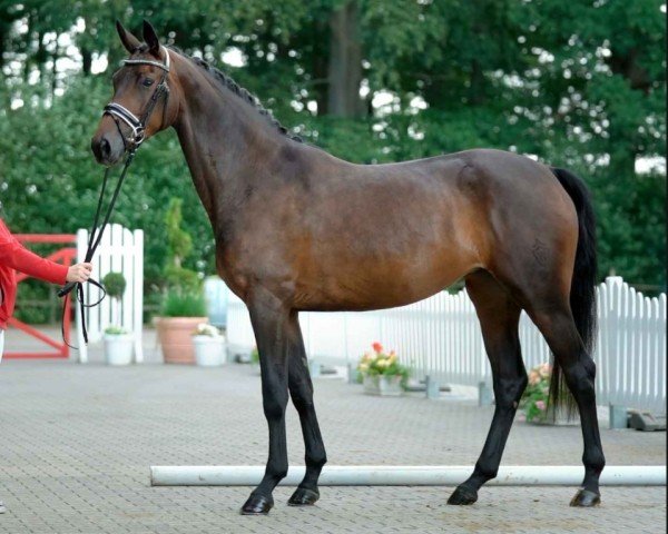 horse Rokaya (Westphalian, 2017, from Rocky Lee)