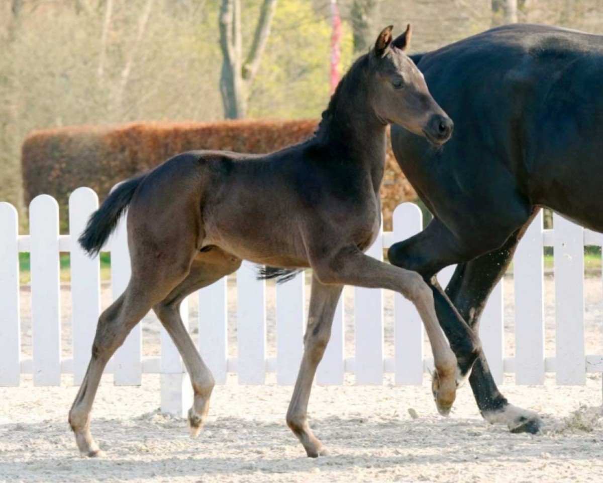 Pferd Dynamic Boy (Westfale, 2022, von Dynamic Dream)