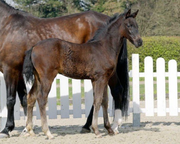 horse Fairytale (Westphalian, 2022, from Finest)