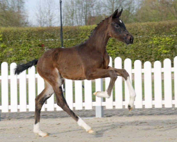 horse Ronja Räubertochter (Westphalian, 2022, from Raven)