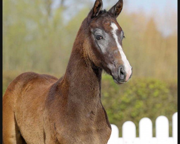 horse Chacoon D'Amour (Westphalian, 2022, from Chacoon Blue)