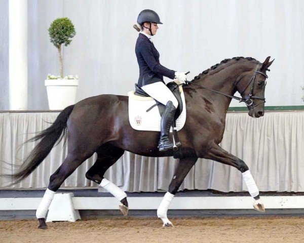 broodmare Filomena B (Westphalian, 2017, from Fürstenball)