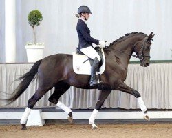 broodmare Filomena B (Westphalian, 2017, from Fürstenball)