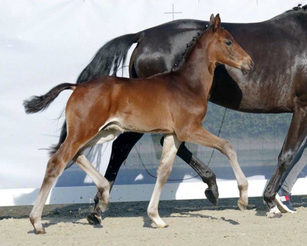 horse Total Sunday B (Westphalian, 2022, from Total Diamond PS)