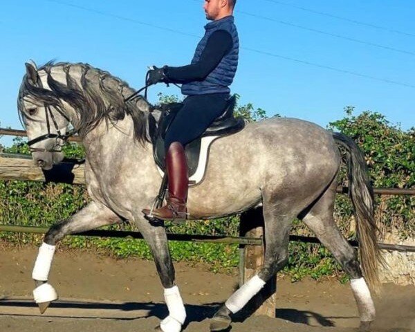 Pferd Zafiro (Pura Raza Espanola (PRE), 2020)
