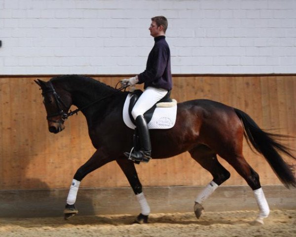 horse Montoya 17 (Trakehner, 2006, from Cadeau)