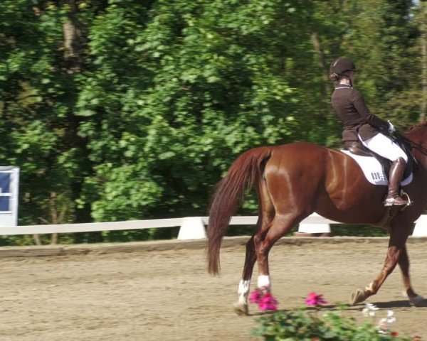 Reitturnier Teupitz 2024