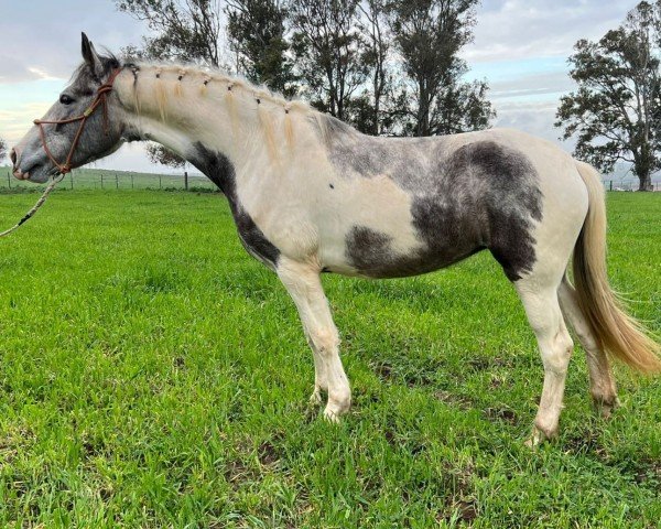Pferd Soyanita (Friesen-Mix,  )