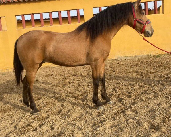 Pferd Despi (Lusitano, 2020)