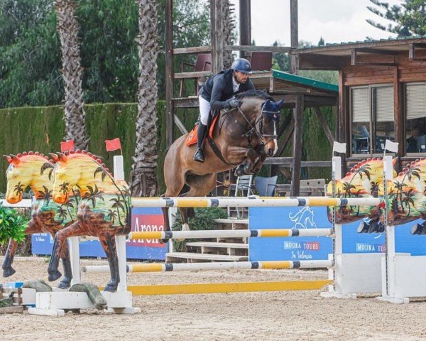 Springpferd Toujolow (Hannoveraner, 2016, von Toulon)