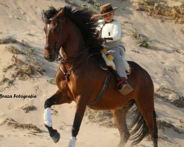 Pferd Perdigon (Pura Raza Espanola (PRE),  )