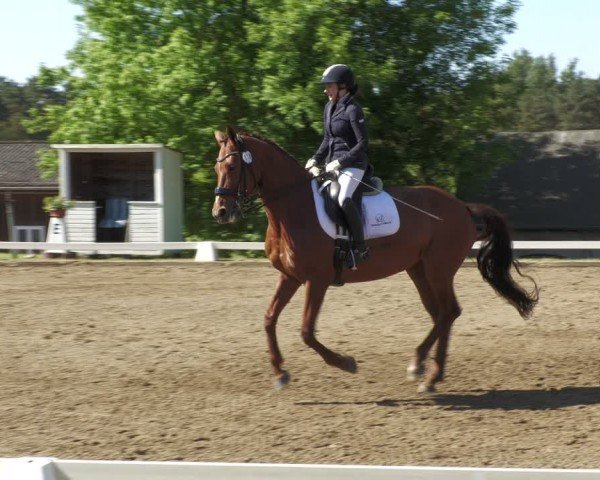 Reitturnier Teupitz 2024