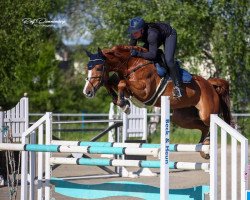 Springpferd Bella Vita J (Württemberger, 2013, von Baloubet du Rouet)