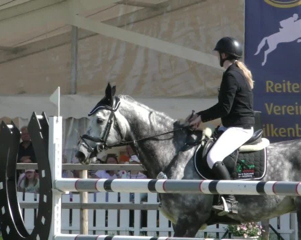 Reitturnier Wilkenburg 2024
