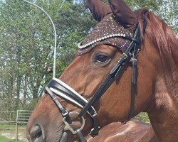 Dressurpferd Vanity Fair GL (Westfale, 2012, von Vitalis)