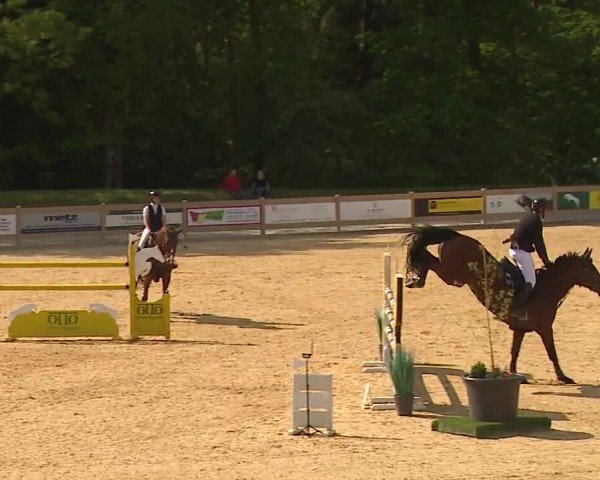 Reitturnier Tiefenhof/Opf. 2024