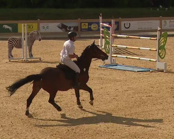 Reitturnier Tiefenhof/Opf. 2024