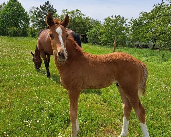 horse Felisso (German Warmblood, 2024, from Federer)