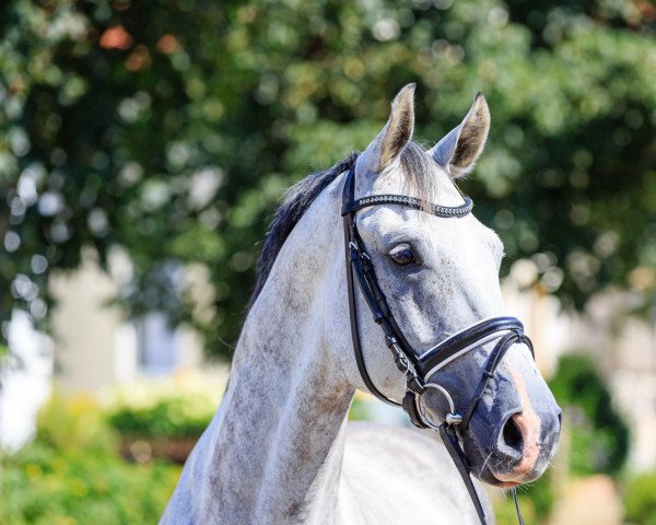 dressage horse Sir Hubertus (Oldenburg, 2012, from Surprice)
