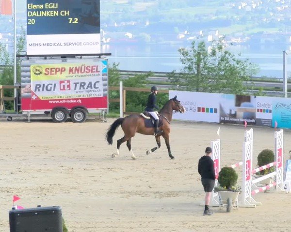 Reitturnier Wädenswil 2024