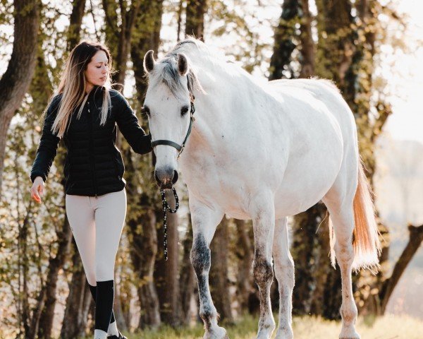 broodmare Parcobella (Westphalian, 2009, from Parco)