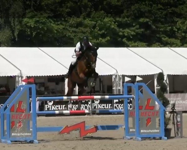 jumper CASA DE COOPER FH (Westphalian, 2013, from Cup Cooper)