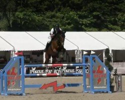 jumper CASA DE COOPER FH (Westphalian, 2013, from Cup Cooper)