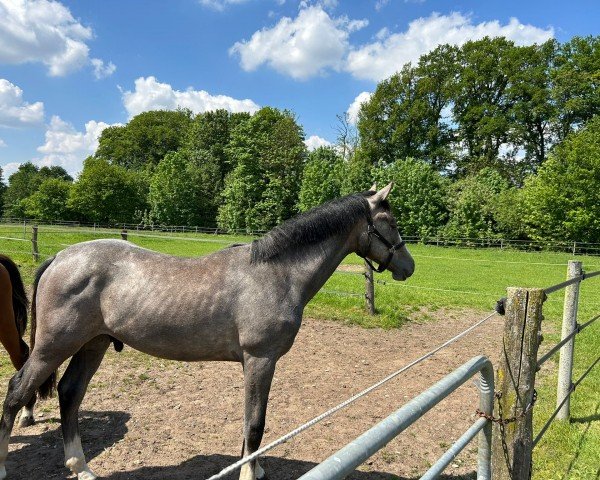 Pferd Electric U Z (Zangersheide Reitpferd,  , von Emerald van 't Ruytershof)