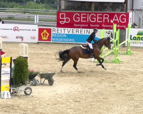 Reitturnier Wädenswil 2024